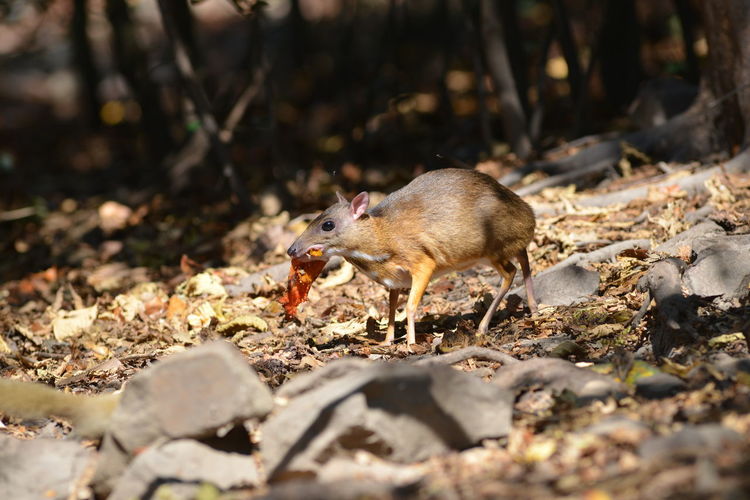 Mouse deer in nature lives in kaeng krachan thailand who are looking for food to eat naturally.