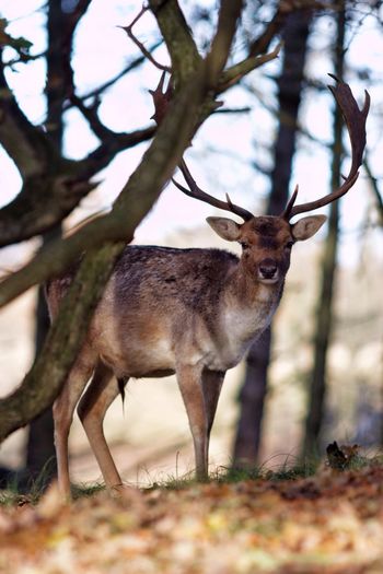 Portrait of deer standing against trees at forest
