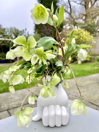 Hellebores in vase in the garden