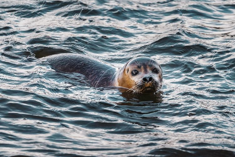 Seal in the thames 6