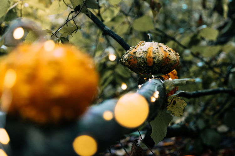 Close-up of pumpkins on illuminated tree during halloween