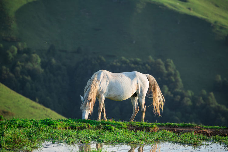 Horse at the watering hole