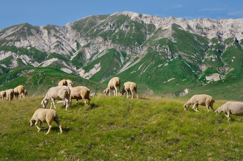 Group of sheep grazing in the emperor abruzzo field with the mountains in the background