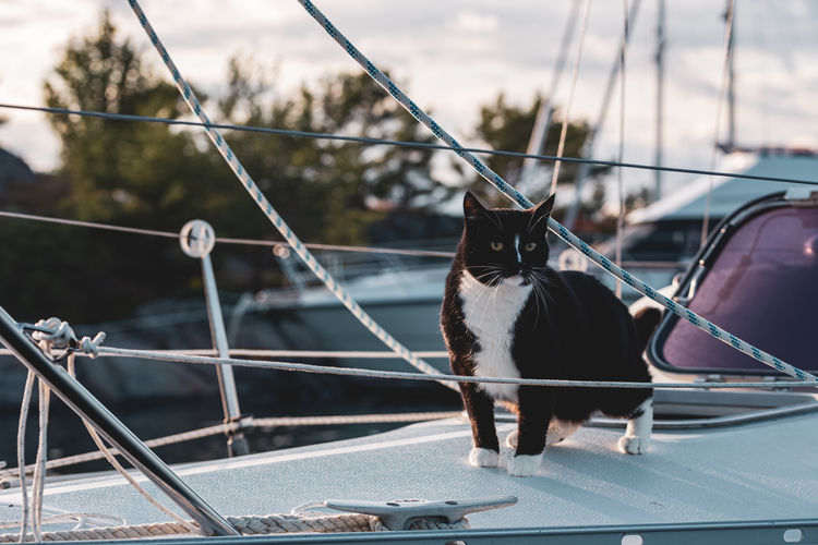 Black and white cat on a sailboat