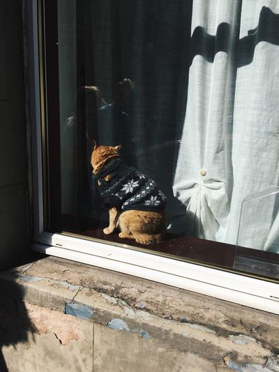 Poor kitten