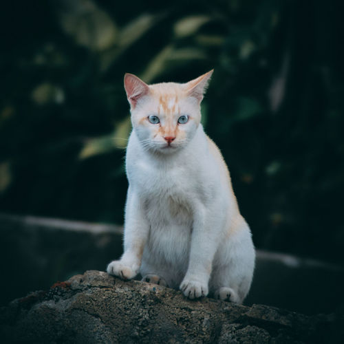 Cat on stone captured 

nikon d3400 with nikkor 70-300mm f4-5.6