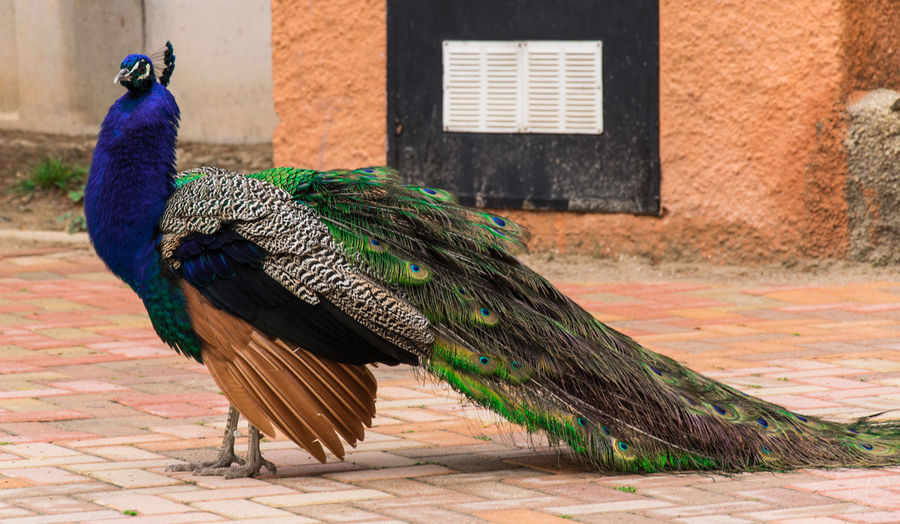 Peacock standing on walkway