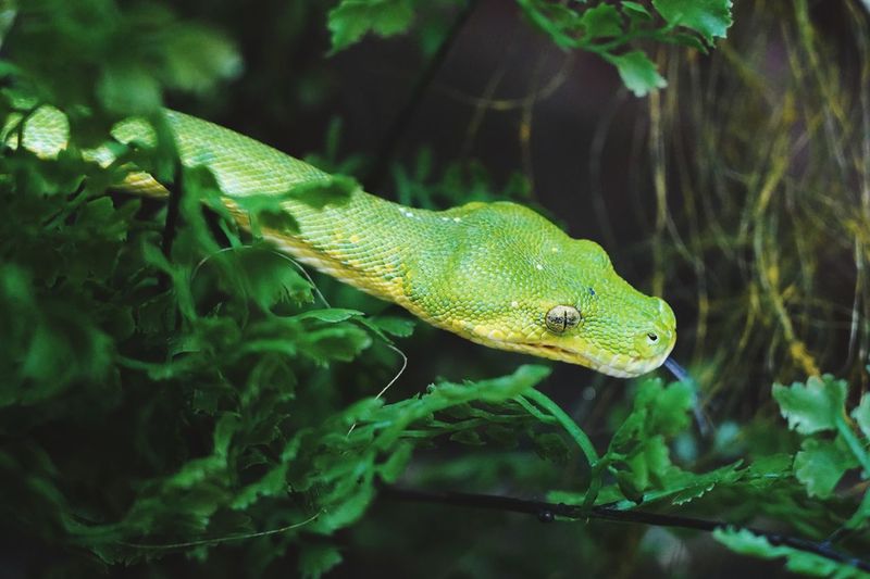 Close-up of green constrictor snake on tree