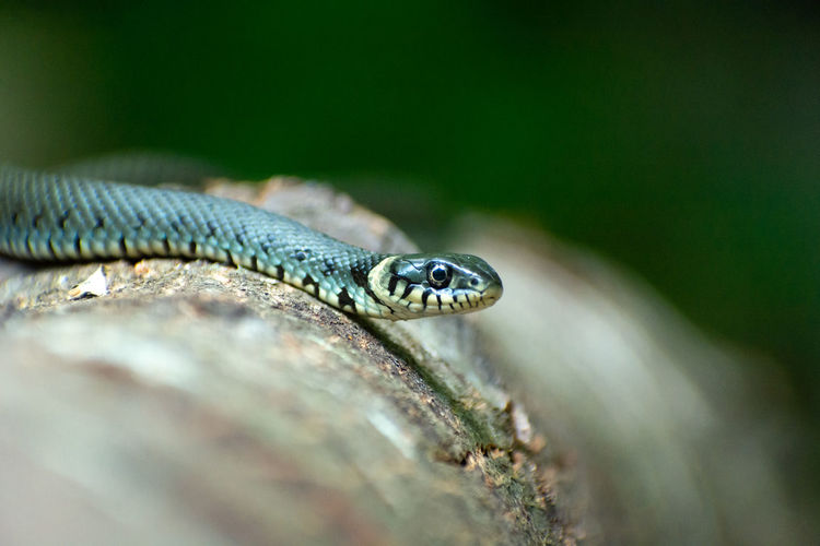 A grass snake lying on a tree trunk, summer view