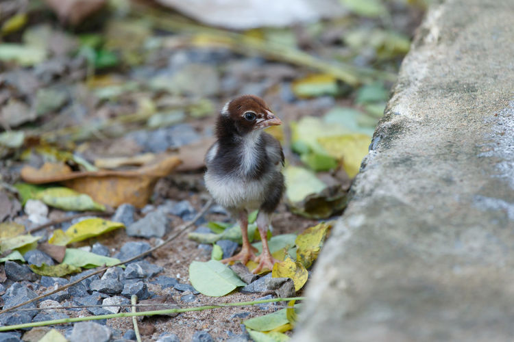 Close-up of a bird