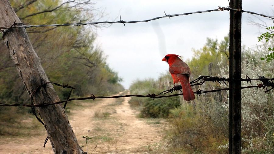 Northern cardinal perching on barbed wire at field