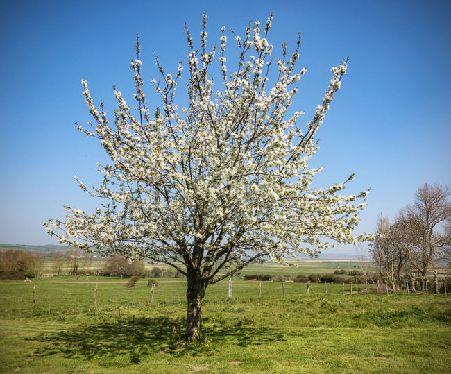 Cherry blossom tree on field against clear sky