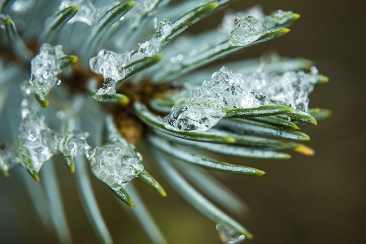 Ice on conifer green needles, close-up view