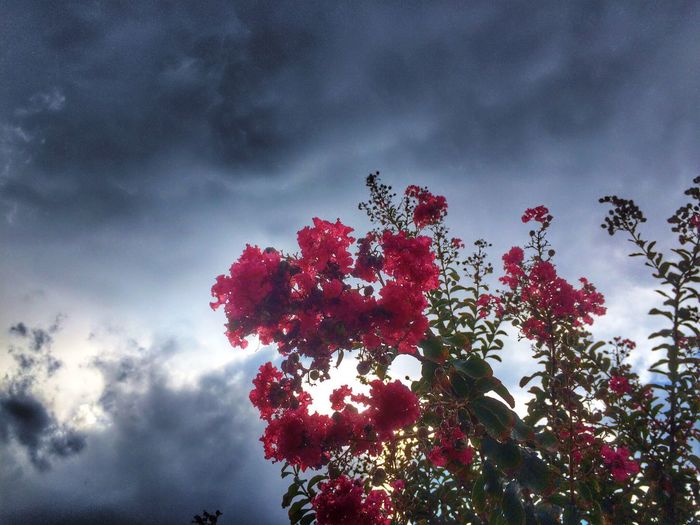 Low angle view of pink flowers against cloudy sky