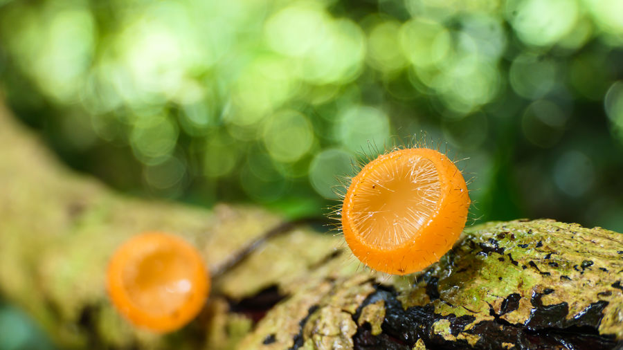 Close-up of orange mushroom growing on tree