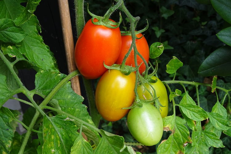 Close-up of tomatoes