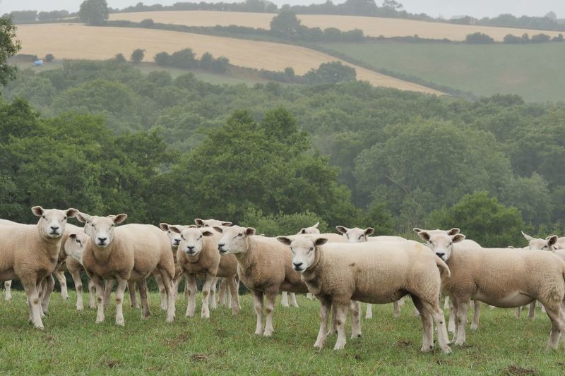 View of sheep on field