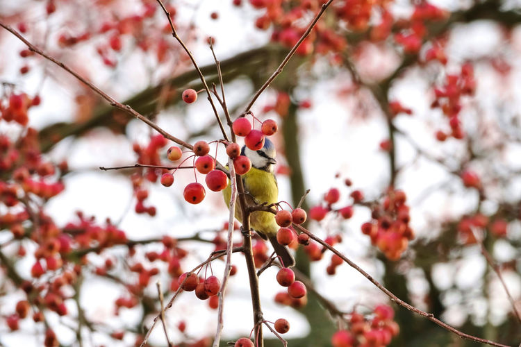 Low angle view of berries on tree and blue tit on branch