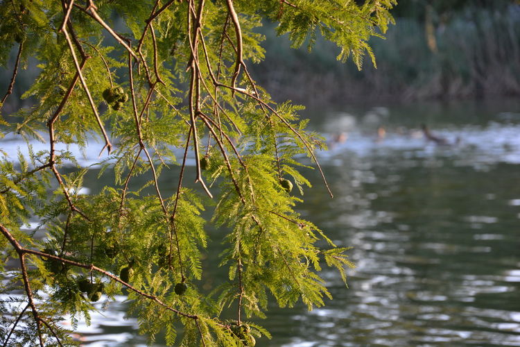Reflection of trees in water