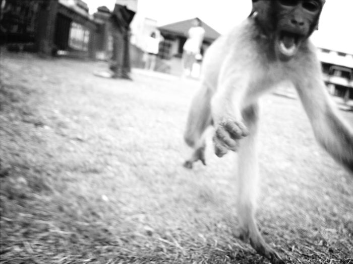 Close-up of monkey running on field