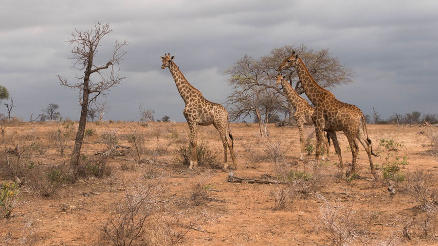 View of giraffe on field against sky