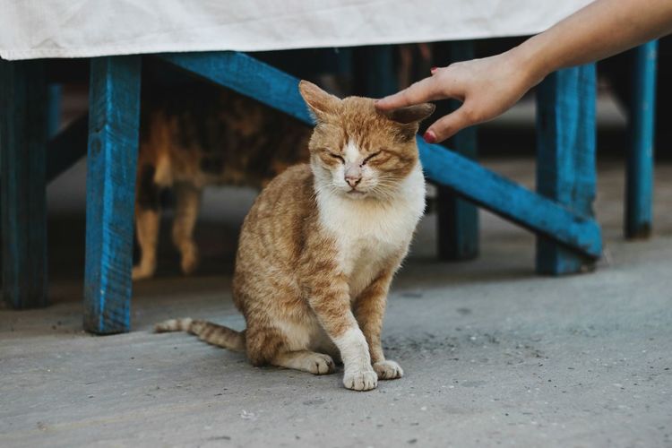Cropped hand touching cat sitting on footpath
