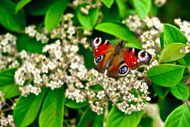 Close-up of butterfly pollinating on flower