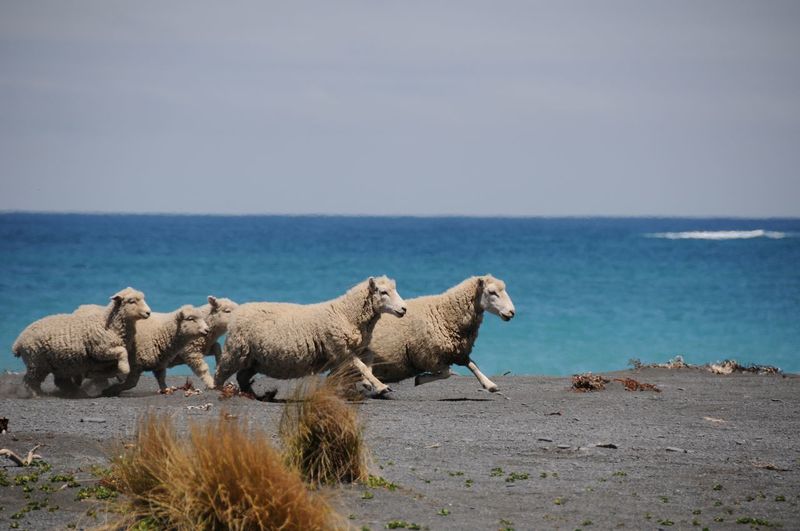 Sheep in a sea