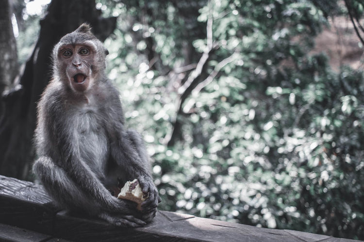 Monkey eating sitting on tree