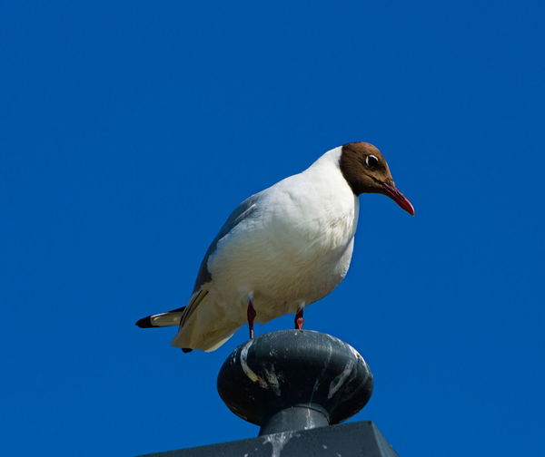 Low angle view of seagull perching on the blue sky