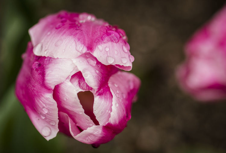 Macro shot of water drops on pink rose
