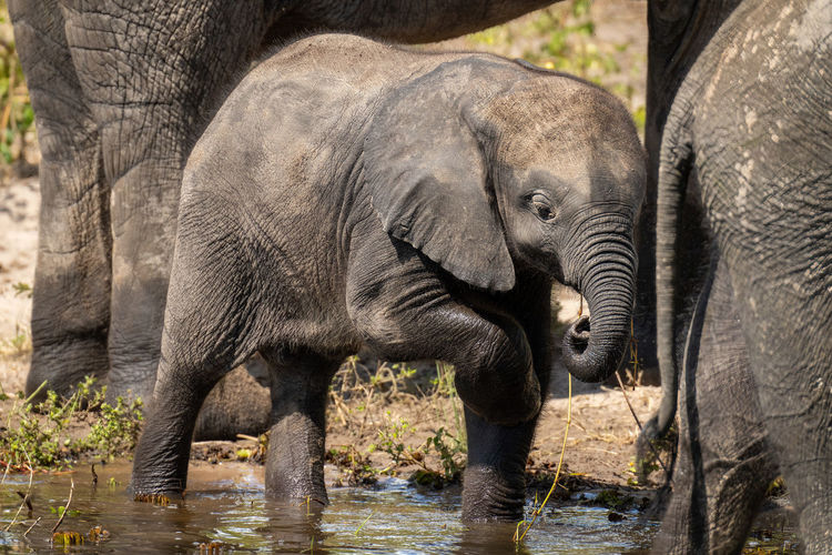 Baby African