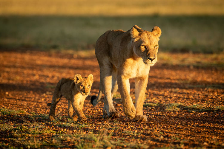 Lioness walking along gravel airstrip beside cub