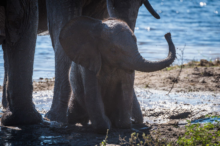African elephant calf with its mother at waterhole