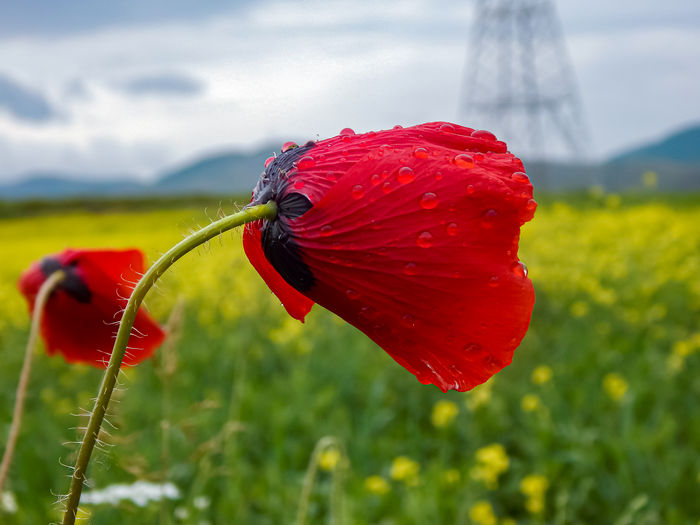 Close-up of red poppy flower on field