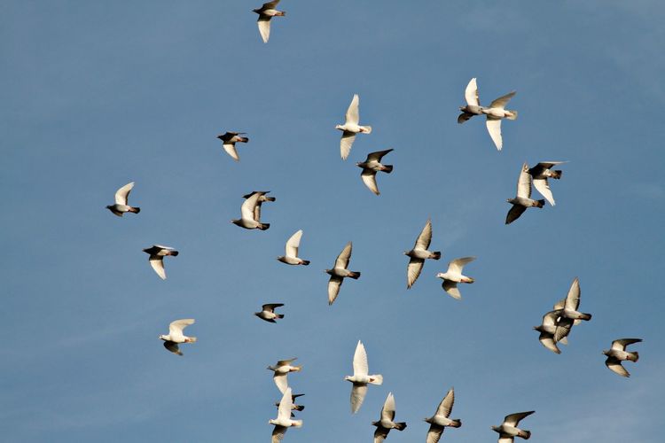 Low angle view of seagulls flying