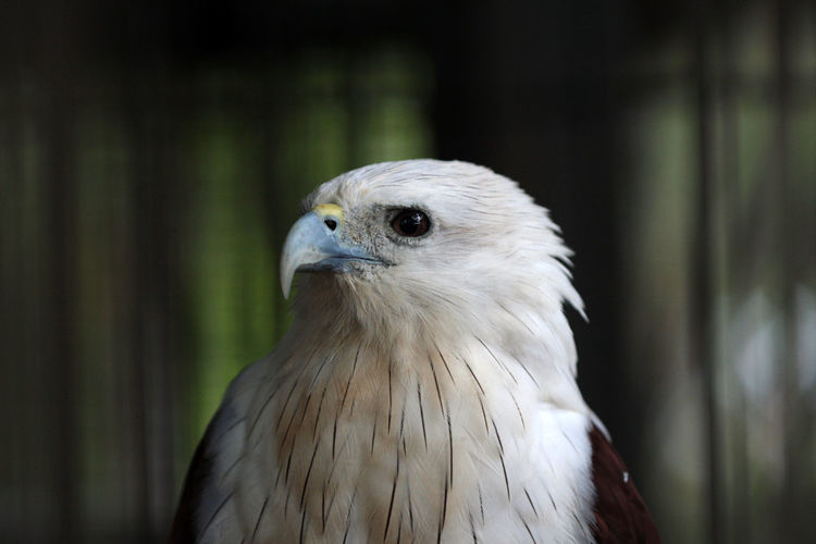 Close-up portrait of eagle