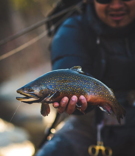 A man catches a large brook trout on a river in maine.