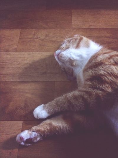 Cat lying on hardwood floor