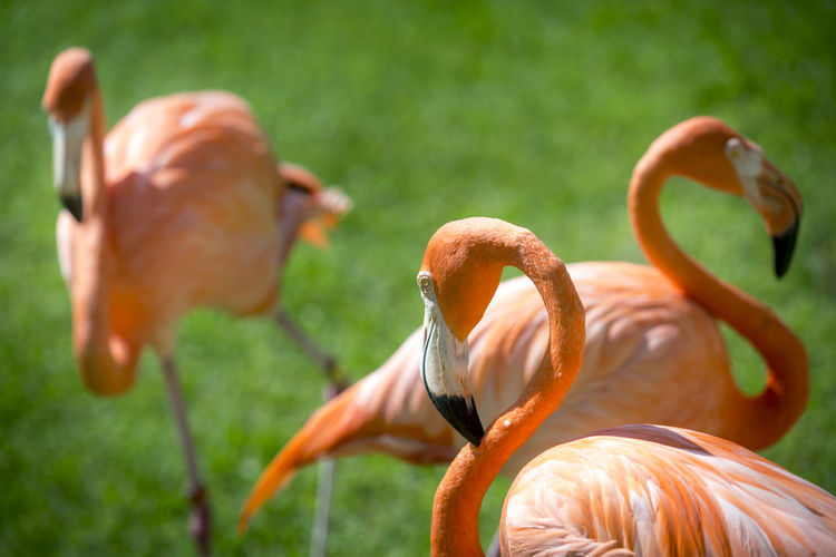 Close-up of flamingoes on grass