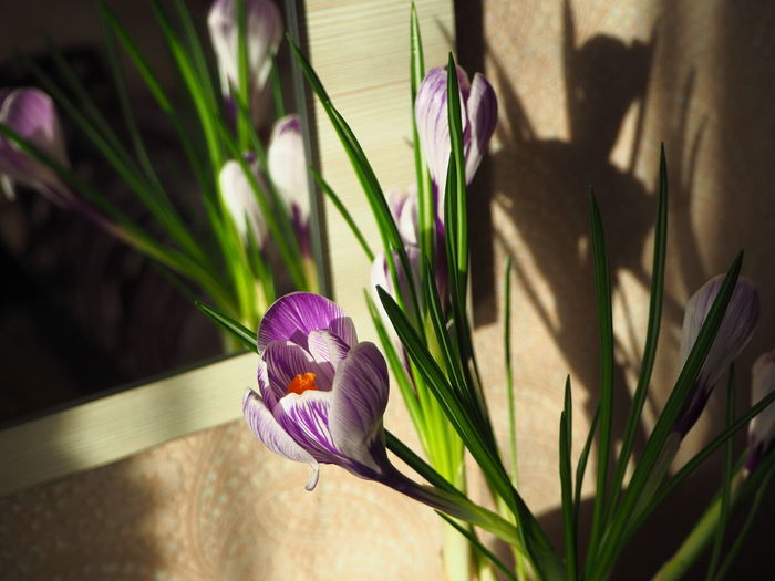 Close-up of purple tulip on plant