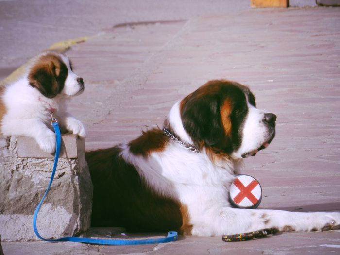 Saint bernard with puppy relaxing on footpath