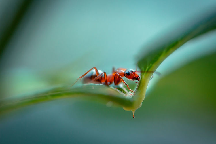 Close-up of ant on leaf