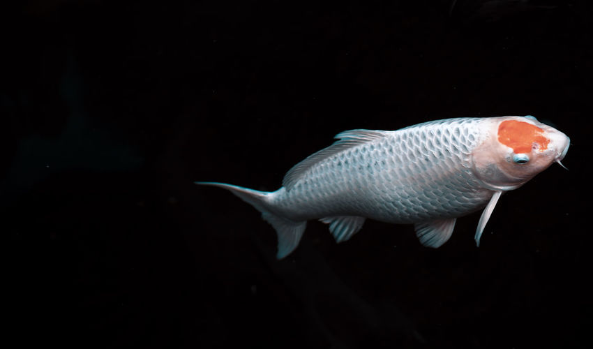 Close-up of fish swimming against black background