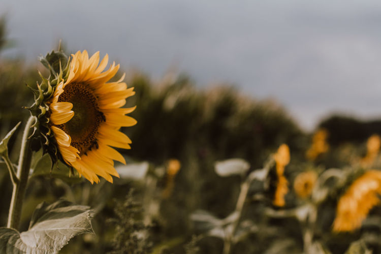 Close-up of sunflower on field