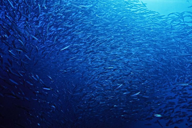 A giant school of fish.
