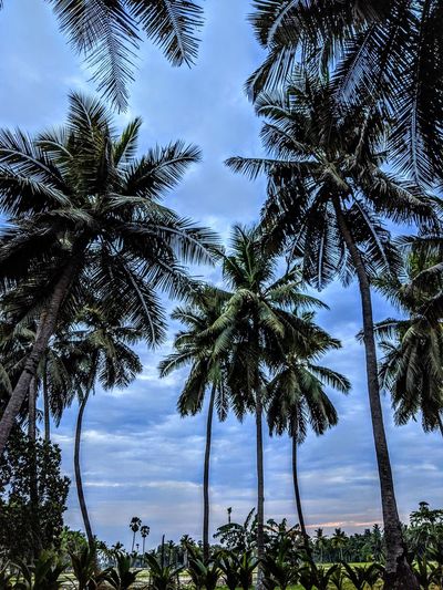 Low angle view of coconut palm trees against sky