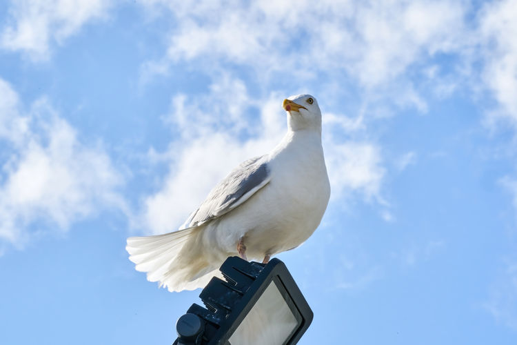 Low angle view of seagull perching on the sky