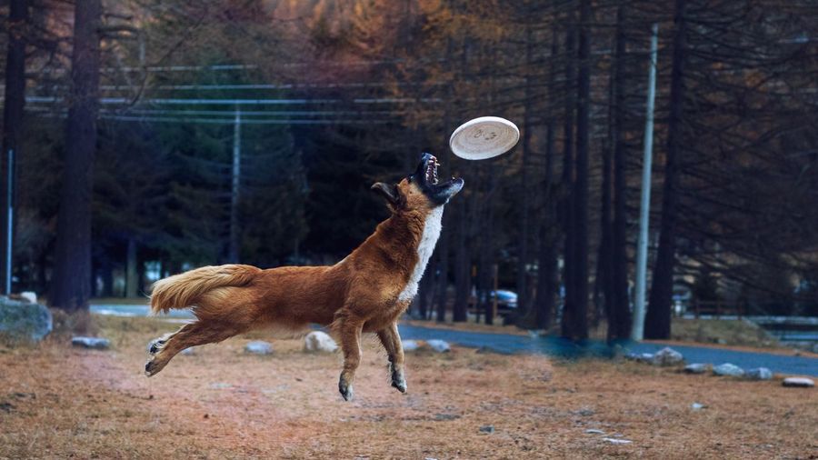 Dog playing with plastic disc over field