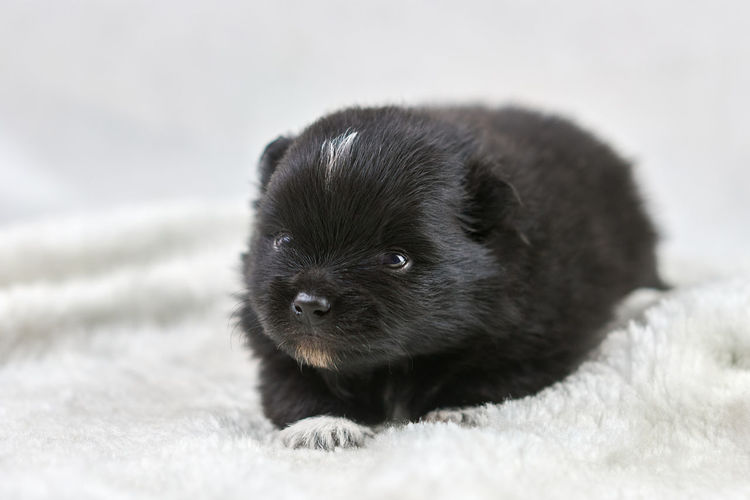 Close-up of black dog